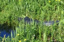 Eco Adventure Scenic Wildlife Boat Cruise