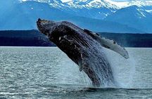 4-Hour Wildlife and Coastal Tour in Juneau, Alaska