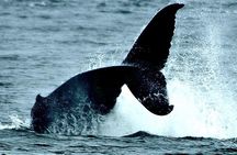 4-Hour Wildlife and Coastal Tour in Juneau, Alaska