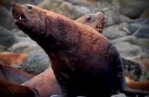 4-Hour Wildlife and Coastal Tour in Juneau, Alaska