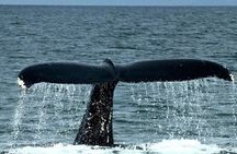 4-Hour Wildlife and Coastal Tour in Juneau, Alaska