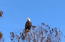 Eco Adventure Scenic Wildlife Boat Cruise