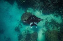 Full Day Eco Snorkeling & Traditional BBQ Lunch on a Motu