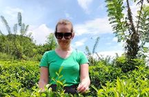 Kandy to Nuwara Eliya Private Day Tour: Tea Factory& Gregory Lake