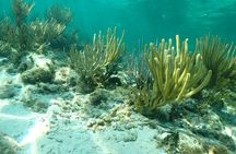 Stingray City, Snorkeling, & StarFish (Eco Tour)