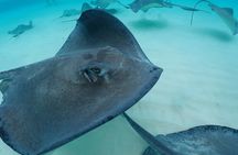 Stingray City, Snorkeling, & StarFish (Eco Tour)
