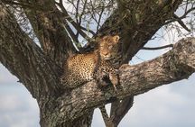 3 Day Serengeti and Ngorongoro Crater Wildlife Safari