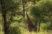 3 Day Serengeti and Ngorongoro Crater Wildlife Safari
