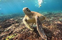 From Sanur or Ubud: Snorkeling at Blue Lagoon by Group Transfers