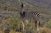 Exclusive Big5 Safari Aquila Game Reserve 