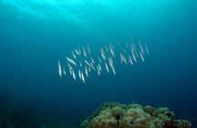 Semporna: 3 Day Ultimate Volcanic Peaks Reefs and Sea Gypsies