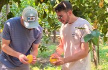 Sorrento Lemon Tour & Limoncello Tasting