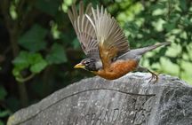 Hollywood Cemetery Hills and History