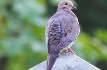 Hollywood Cemetery Hills and History