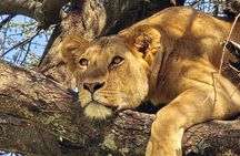 5-Days Tanzania Safari and Cultural Adventure