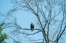 Private New Orleans Airboat Adventure