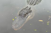 New Orleans Premium Six-Passenger Airboat Adventure