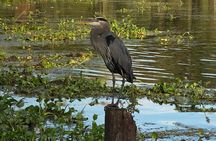 New Orleans Premium Six-Passenger Airboat Adventure