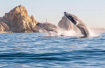 Whale Watching Tour with Arch and Beach in Cabo San Lucas