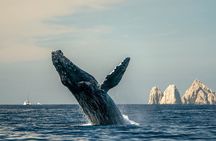 Whale Watching Tour with Arch and Beach in Cabo San Lucas