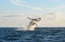 Whale Watching Tour with Arch and Beach in Cabo San Lucas