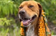 Hawaiian Culture Experience with Lei Making on Big Island
