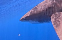 Guided Small Group Whale Watching and Swim Tour Tahiti