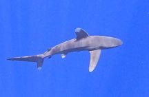 Guided Small Group Whale Watching and Swim Tour Tahiti