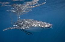 Half-Day Snorkeling & Kayaking Tour at Daymaniyat Islands Oman