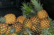 Montego Bay City and Food Tour All Inclusive Experience