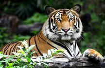 4-Day Ranthambore Tiger Safari Tour to Agra and Jaipur from Delhi