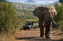 2 Day Tlou Camping Safari In Pilanesberg National Park 