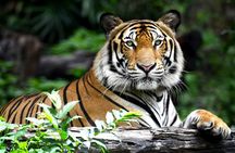 3-Day Ranthambhore Tiger Tour from Jaipur to Taj Mahal Agra ending in Delhi