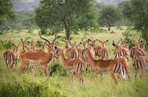 Early Morning Nairobi National Park Group Joining Tour