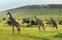 Day Tour to Maasai Mara Reserve From Nairobi