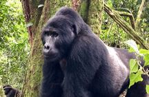 8-Day Uganda Vacation Including Chimps and Gorilla Trekking
