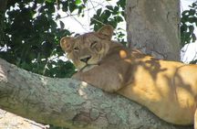 8-Day Uganda Vacation Including Chimps and Gorilla Trekking