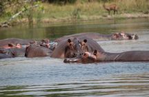 8-Day Uganda Vacation Including Chimps and Gorilla Trekking