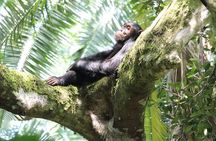 8-Day Uganda Vacation Including Chimps and Gorilla Trekking