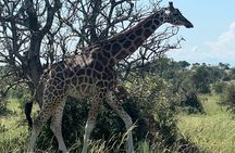8-Day Best of Uganda Honeymoon Big5 Wildlife Safari & The Nile