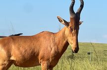 8-Day Best of Uganda Honeymoon Big5 Wildlife Safari & The Nile
