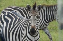 7-Day Customized Safari Tour and Gorilla Trekking in Uganda