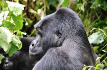 7-Day Customized Safari Tour and Gorilla Trekking in Uganda