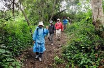 5-Day Gorilla Tour and Chimpanzee Tracking in Uganda