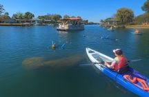 Manatee & Three Sisters Springs Tour – Clear Kayak or Paddleboard
