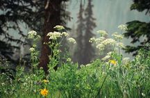 La Plata Canyon Jeep Tour in Colorado