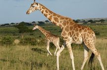 6-Day Gorilla Trekking and Wildlife Tour in Uganda