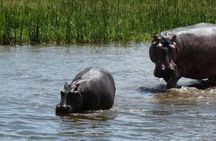 6-Day Gorilla Trekking and Wildlife Tour in Uganda