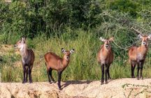 5-Day Big 5 Safari to Murchison and Chimpanzee Tracking