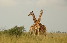5-Day Big 5 Safari to Murchison and Chimpanzee Tracking